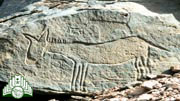 رسوم  صخرية  للحمير
