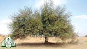 شجرة  السلم