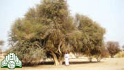 شجرة  السرح  -  المرو