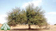 شجرة  السلم