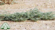 نبات  الرطريط  -  الهرم