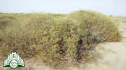 عشبة  العرفج