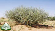 عشبة  الشيح
