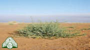 عشب  الجثجاث