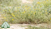 عشب  العرار