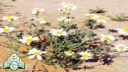عشب  الأقحوان